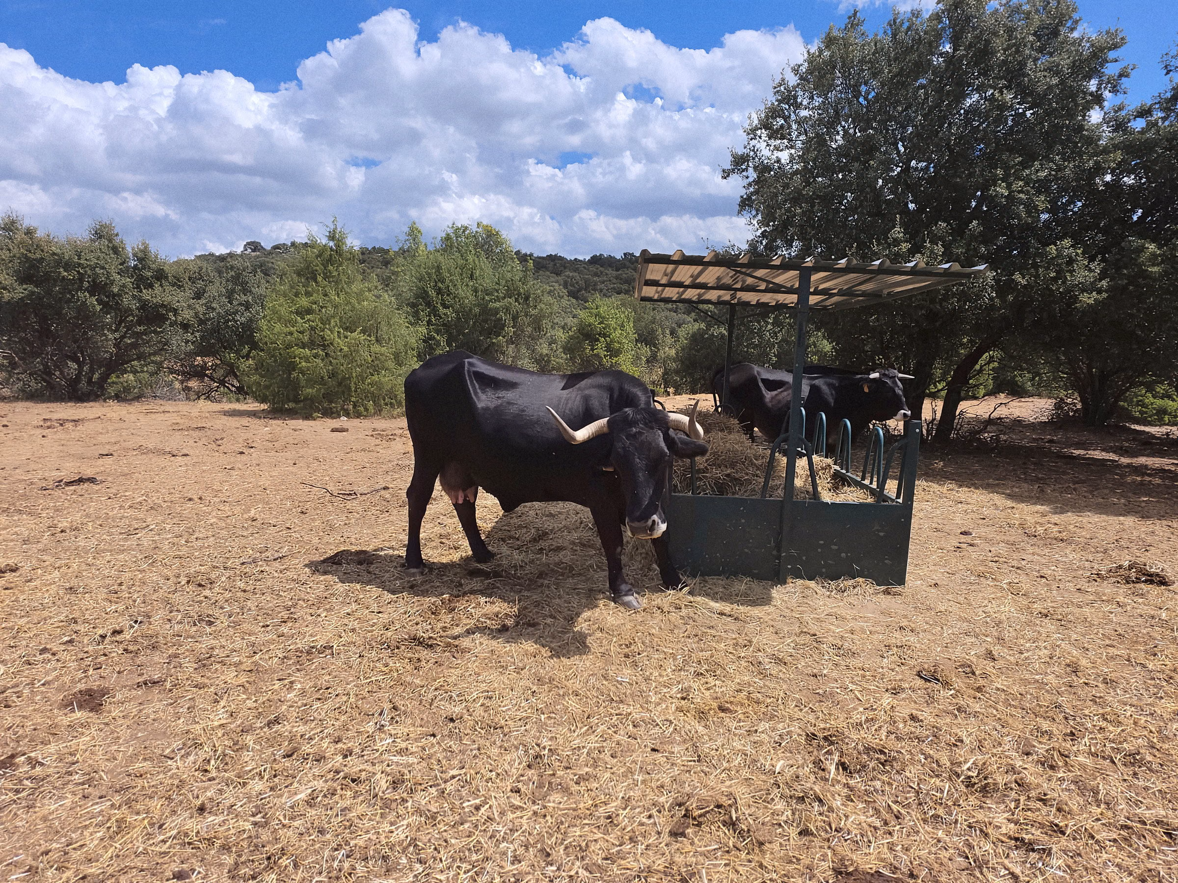 Buey negro comiendo paja en el comedero, con la sierra y las encinas detrás