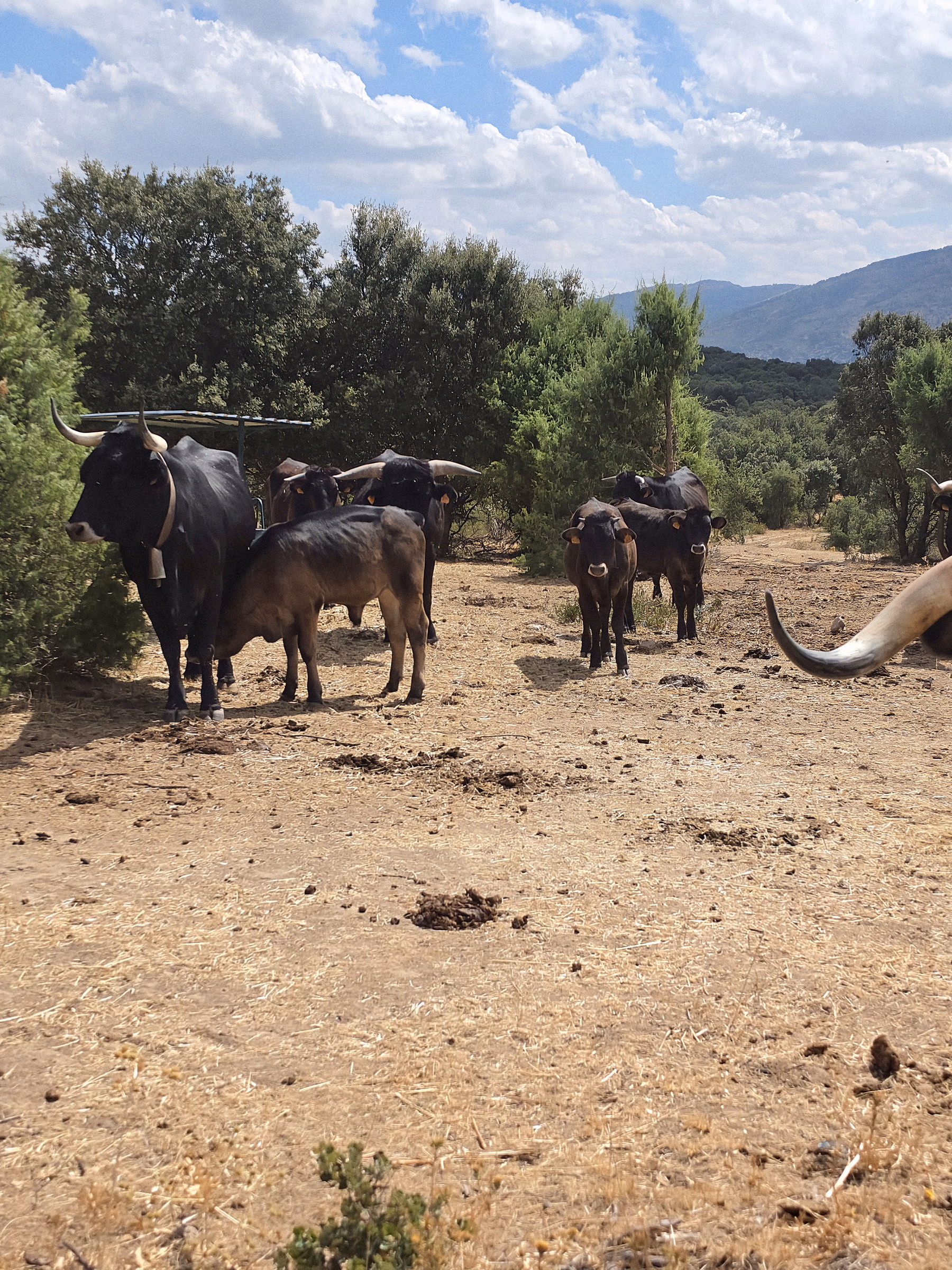 La manada avanzando por el camino con la sierra al fondo
