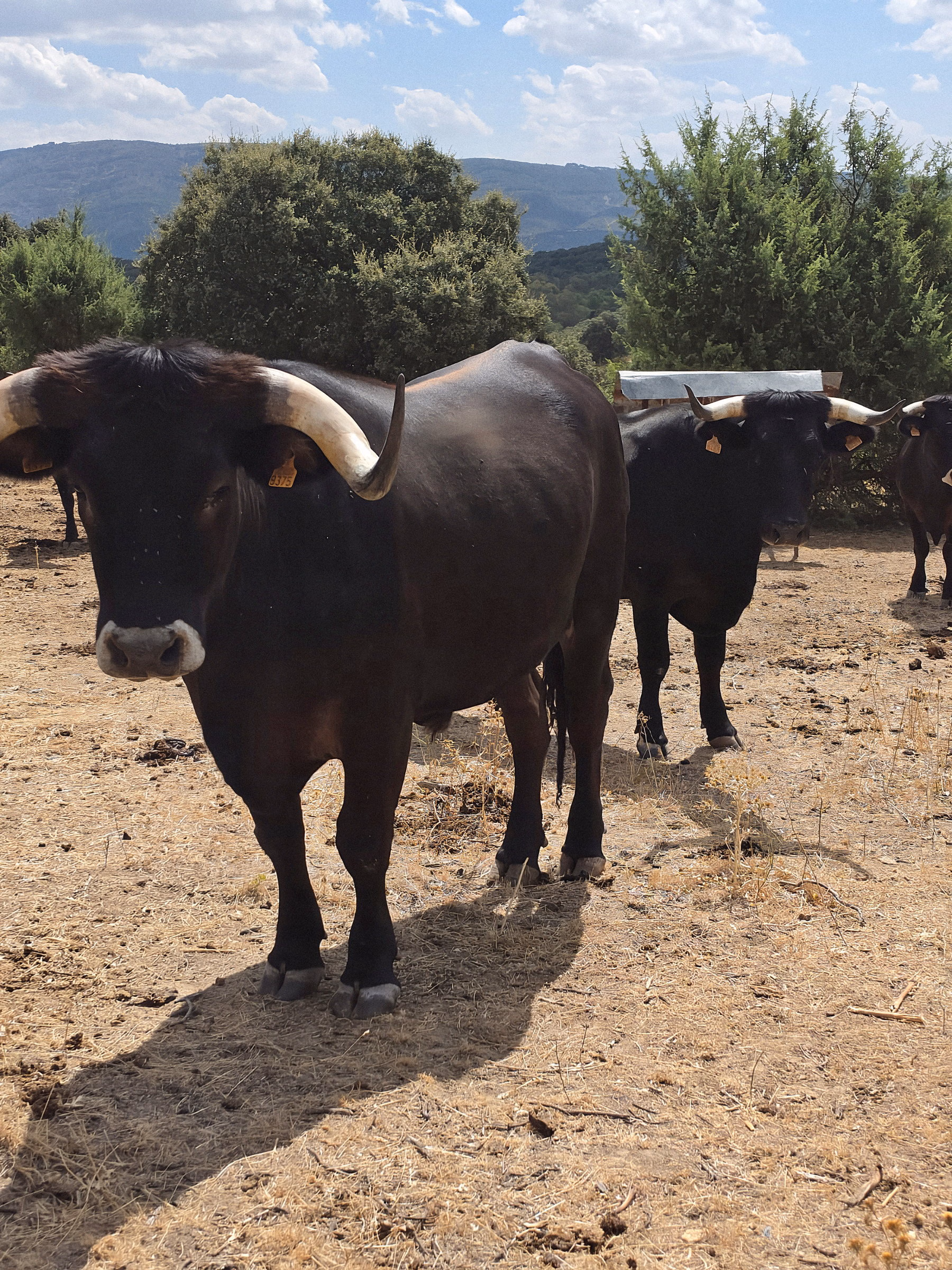 Buey de frente con la cuerna abierta y la sierra detrás