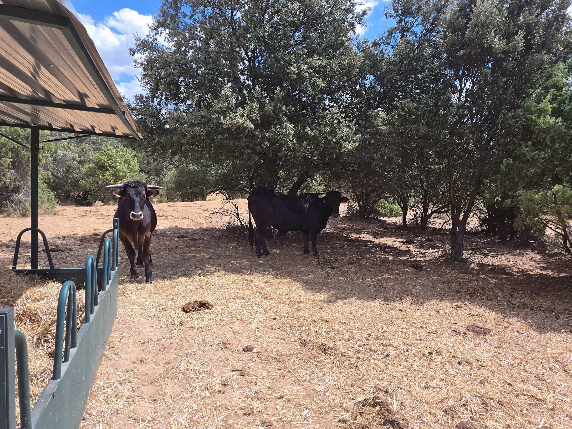 Los animales a la sombra del cobertizo en las horas de calor