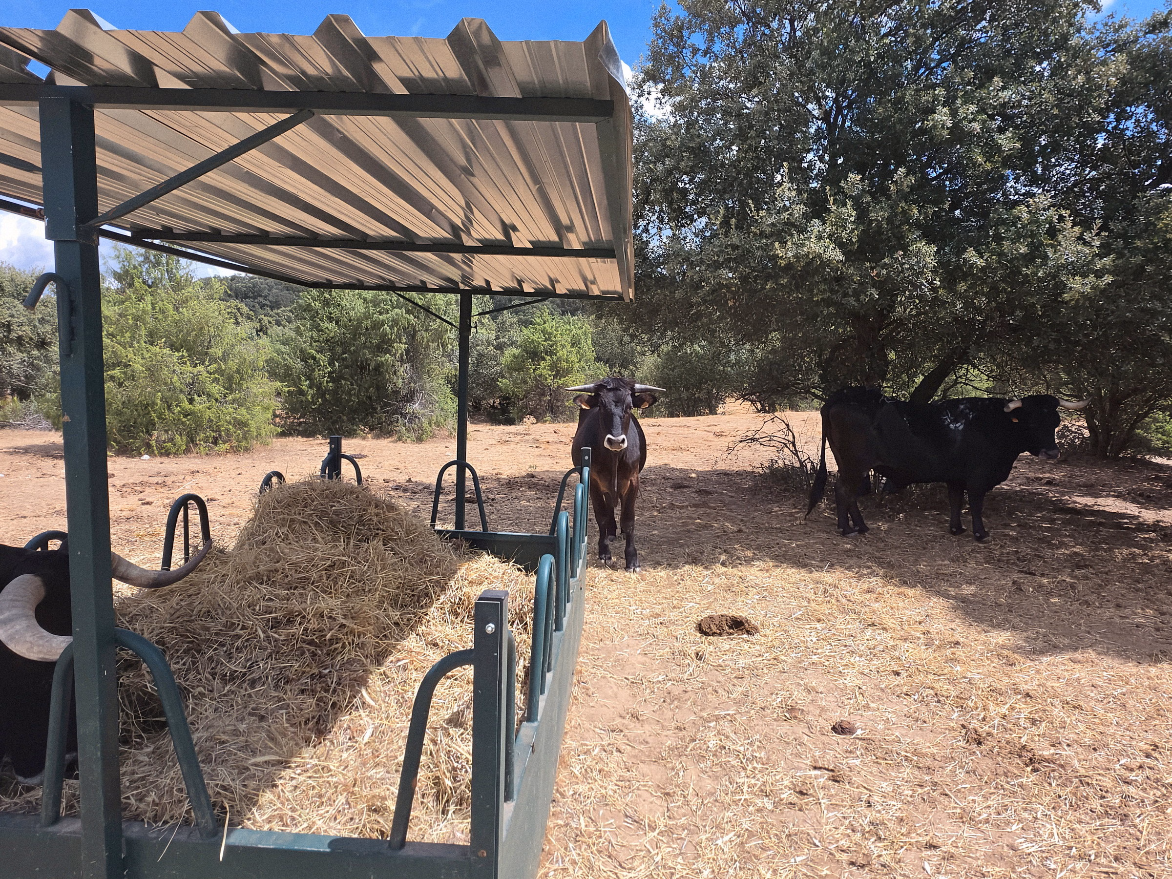 El cobertizo con el forraje y los animales al fondo