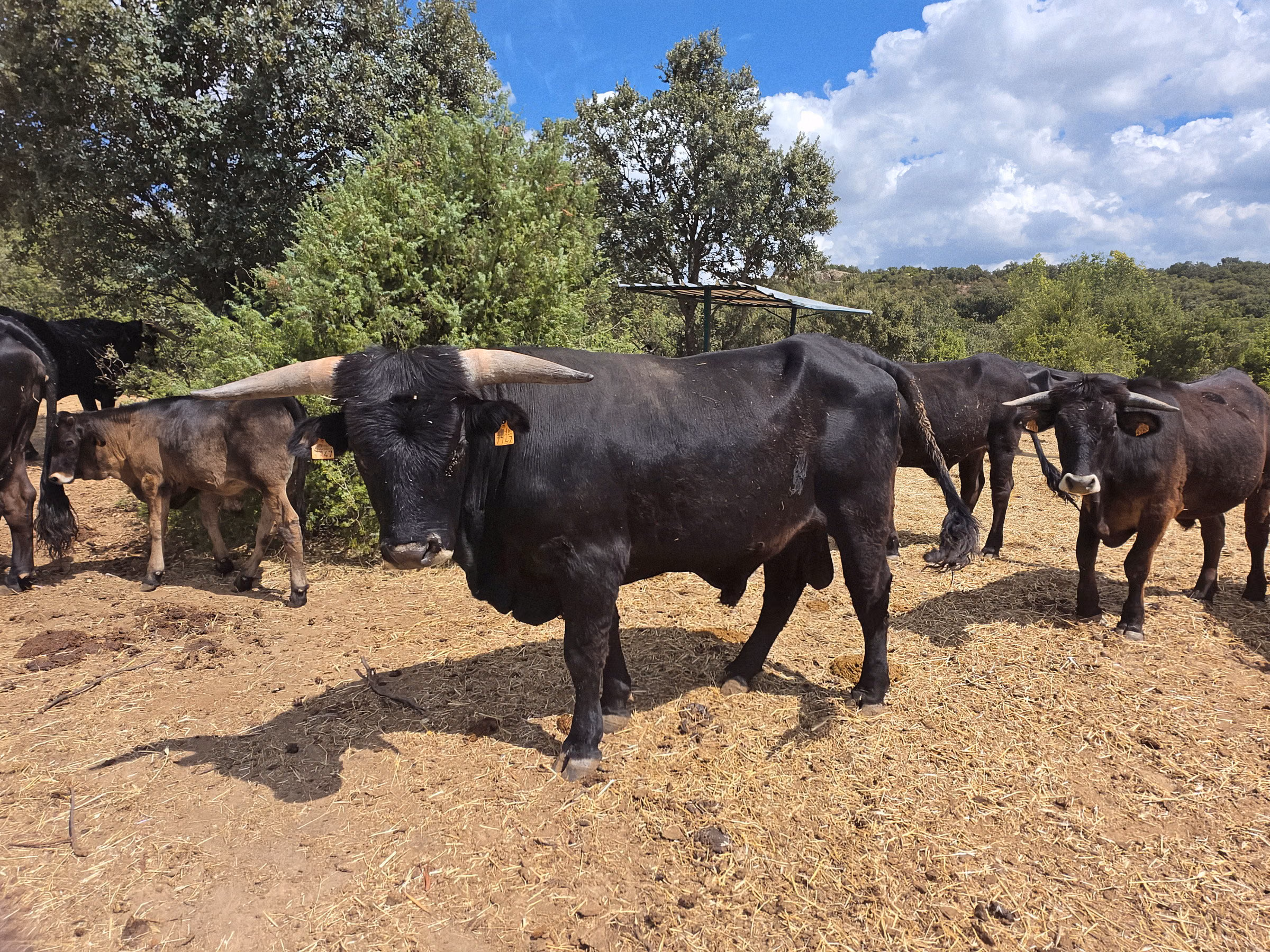 Buey rodeado de terneras jóvenes sobre la paja