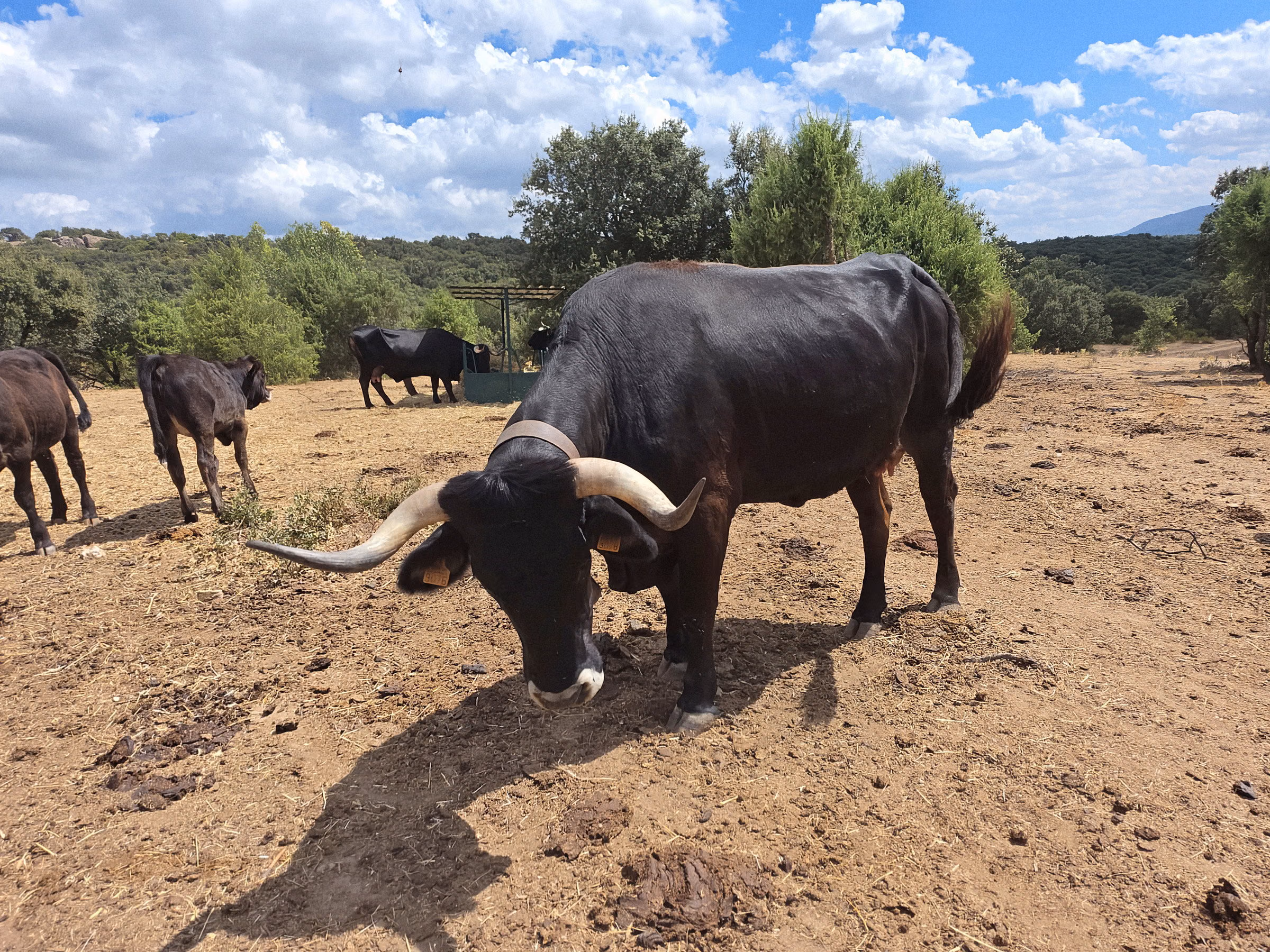 Buey pastando con la cuerna baja sobre el suelo seco